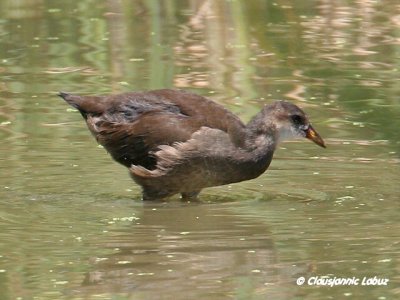 Purple Swamphen / Sultanhøne - juvenile, Coto Doñana