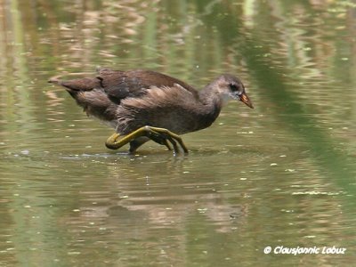 Purple Swamphen / Sultanhøne - juvenile, Coto Doñana
