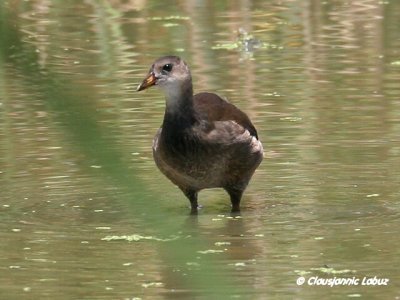 Purple Swamphen / Sultanhøne - juvenile, Coto Doñana