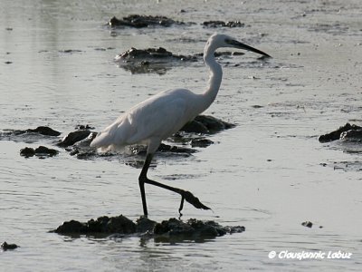 Great White egret / Sølvhejre