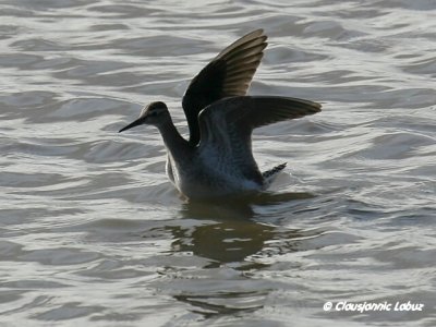 Wood sandpiper / Tinksmed