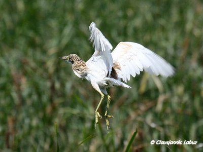 Squacco Heron / Tophejre