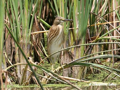 Squacco Heron / Tophejre