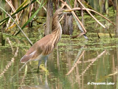 Squacco Heron / Tophejre