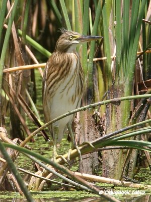 Squacco Heron / Tophejre
