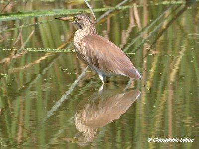 Squacco Heron / Tophejre