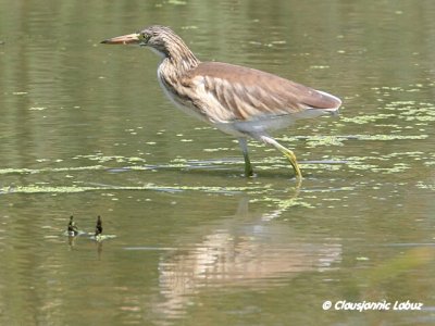 Squacco Heron / Tophejre