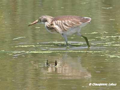 Squacco Heron / Tophejre