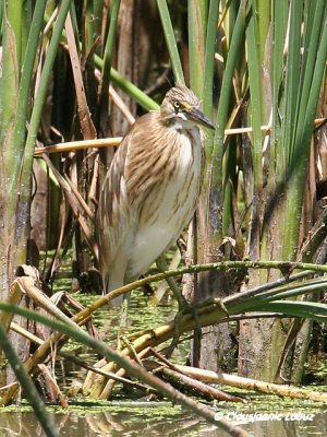 Squacco Heron / Tophejre