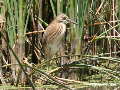 Squacco Heron / Tophejre