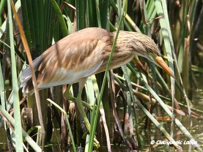 Squacco Heron / Tophejre
