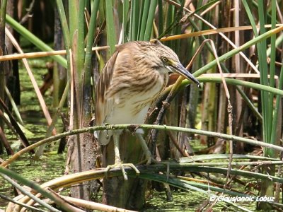 Squacco Heron / Tophejre