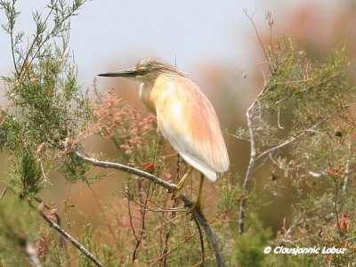 Squacco Heron / Tophejre
