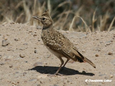 Crested Lark / Toplærke