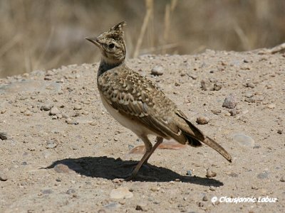 Crested Lark / Toplærke