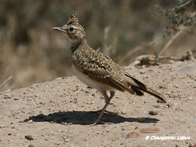 Crested Lark / Toplærke