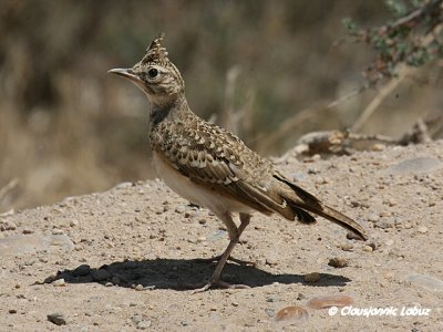 Crested Lark / Toplærke