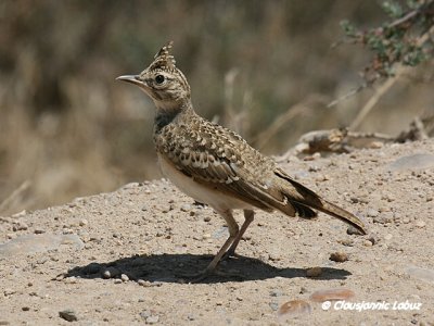 Crested Lark / Toplærke