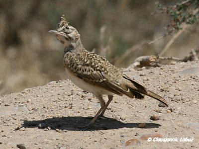 Crested Lark / Toplærke