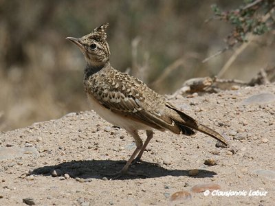 Crested Lark / Toplærke