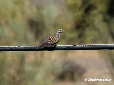 European Turtle Dove / Turteldue