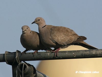 Collared Dove / Tyrkerdue