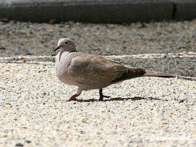 Collared Dove / Tyrkerdue