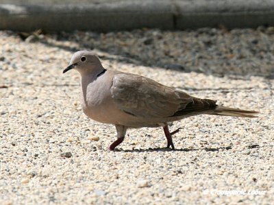 Collared Dove / Tyrkerdue