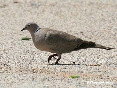 Collared Dove / Tyrkerdue