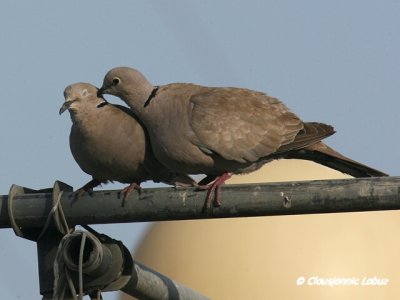 Collared Dove / Tyrkerdue