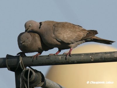 Collared Dove / Tyrkerdue