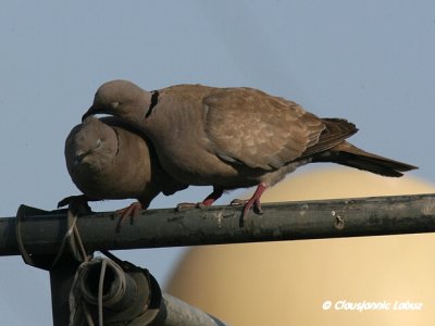Collared Dove / Tyrkerdue