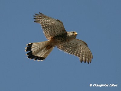 Kestrel / Trnfalk