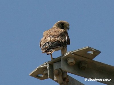 Kestrel / Tårnfalk