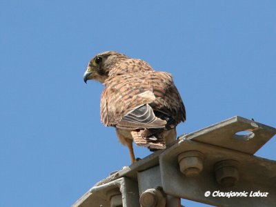 Kestrel / Tårnfalk