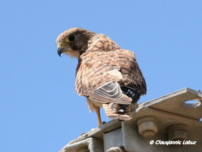 Kestrel / Tårnfalk