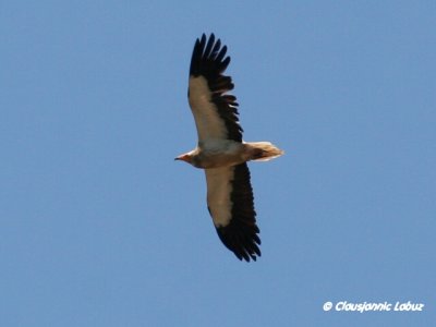 Egyptian Vulture / Ådselsgrib