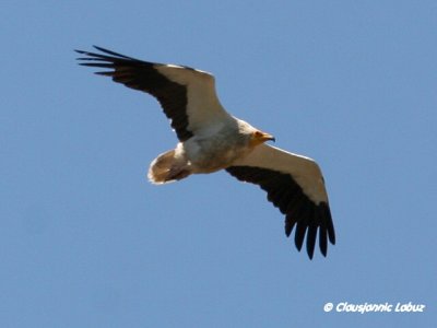 Egyptian Vulture / Ådselsgrib