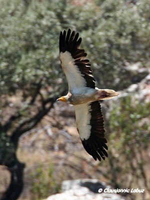 Egyptian Vulture / Ådselsgrib
