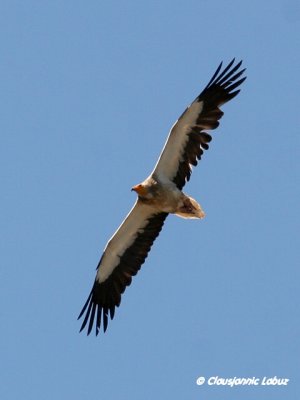 Egyptian Vulture / Ådselsgrib