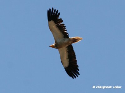 Egyptian Vulture / Ådselsgrib
