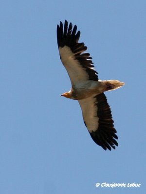 Egyptian Vulture / Ådselsgrib