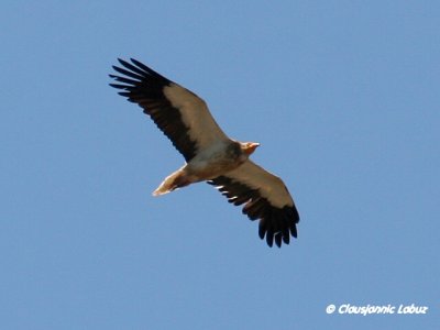 Egyptian Vulture / Ådselsgrib
