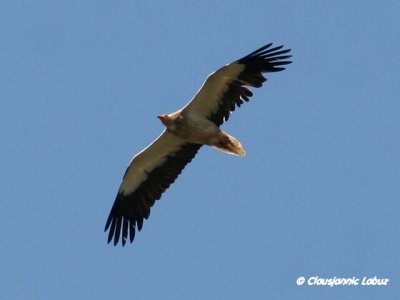 Egyptian Vulture / Ådselsgrib