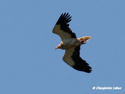 Egyptian Vulture / Ådselsgrib