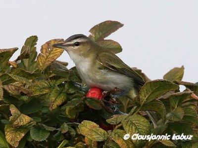 Red-eyed Vireo / Rdjet Vireo, Mand 20/10-2011 - First one in DK