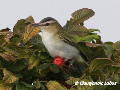 Red-eyed Vireo / Rdjet Vireo, Mand 20/10-2011 - First one in DK