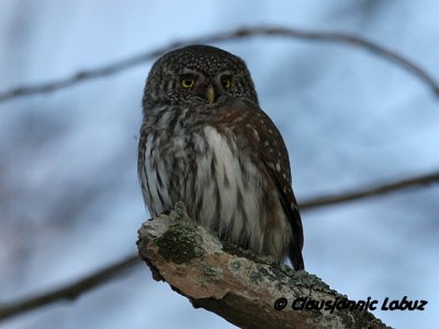 Eurasian Pygmy Owl / Spurveugle - Falsterbo