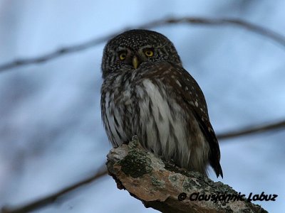 Eurasian Pygmy Owl / Spurveugle - Falsterbo