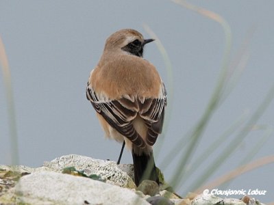 Desert Wheatear/rkenstenpikker - Hanstholm Slamdepot